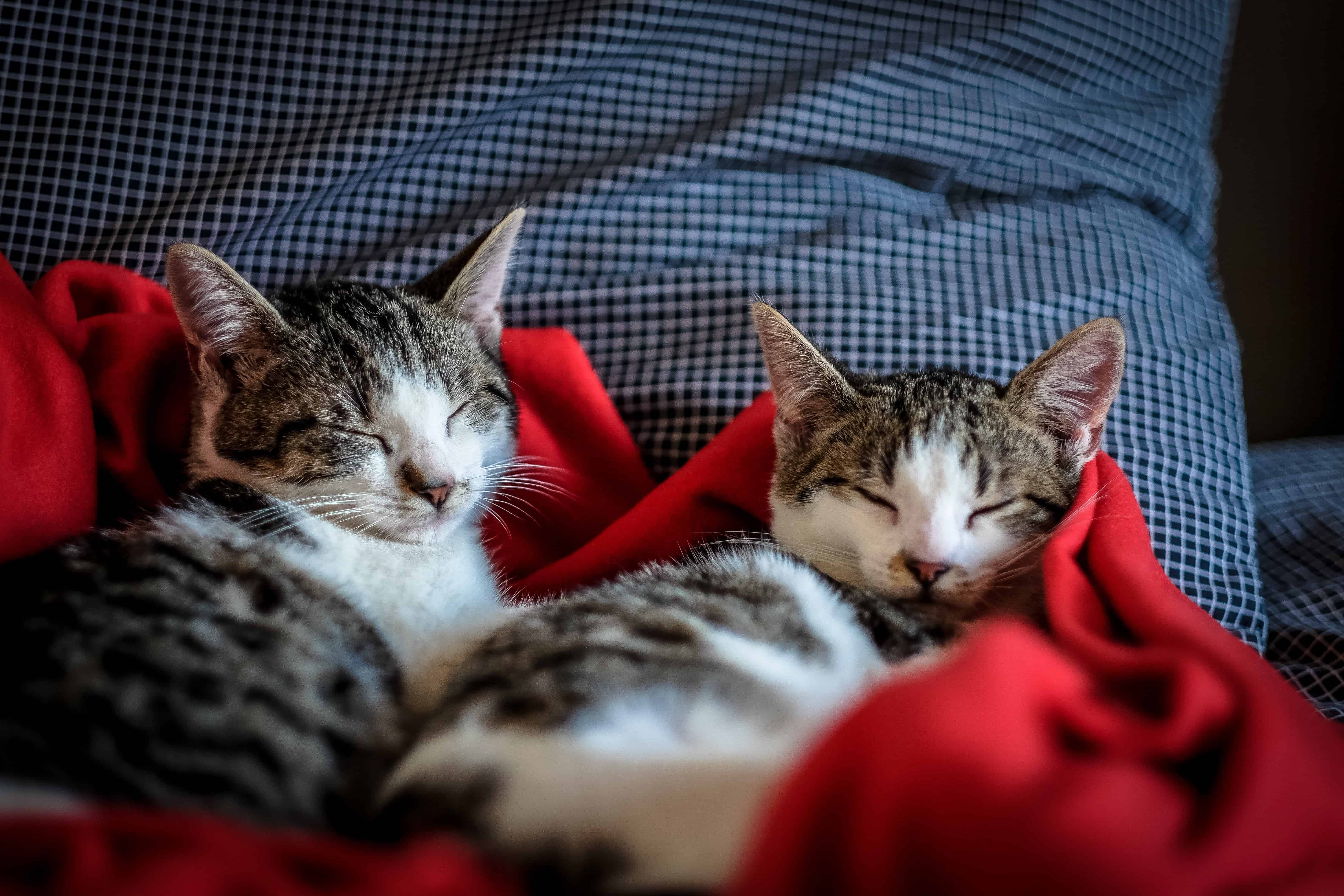cats sleeping on a red blanket